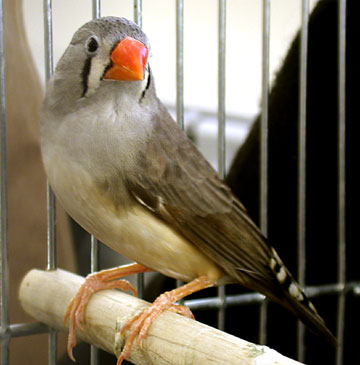 zebra finch